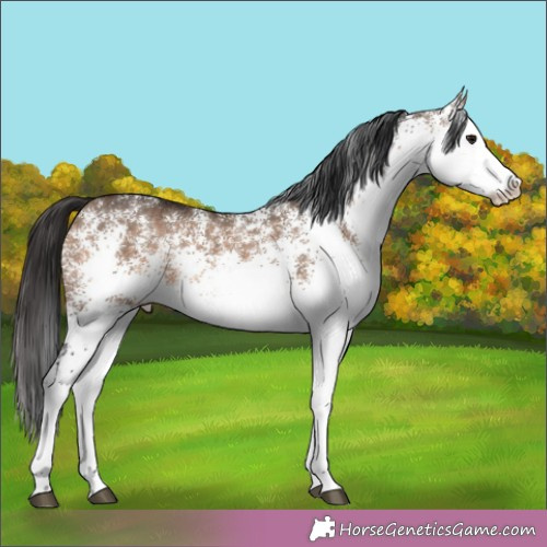 Horse Color: Unknown 