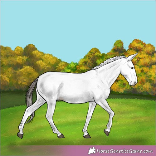 Horse Color: White Spotted Bay 
