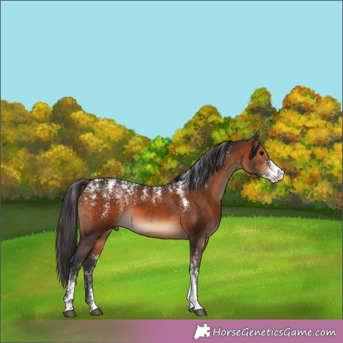 Horse Color: Powder White Brown Rabicano 