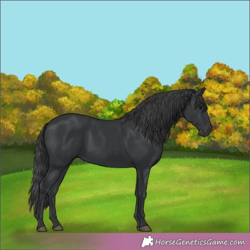 Horse Color:Black 