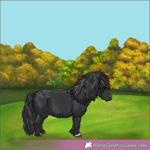Horse Color:Black 