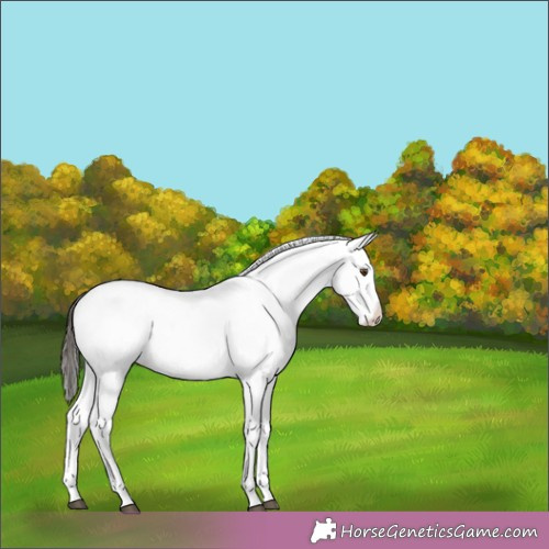 Horse Color:White Spotted Bay Dun Splash 