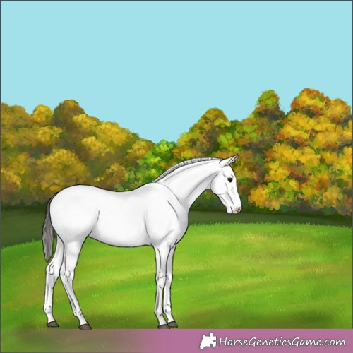 Horse Color:White Spotted Bay 