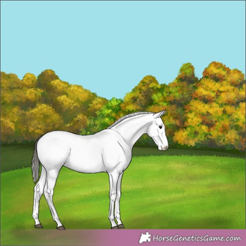 Horse Color:White Spotted Buckskin Tobiano 