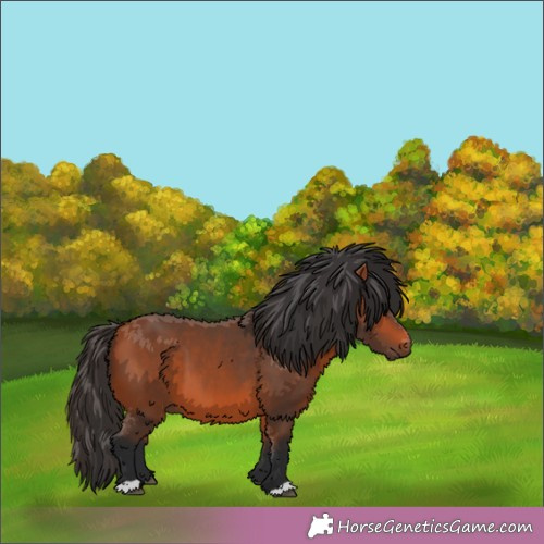 Horse Color: Unknown 