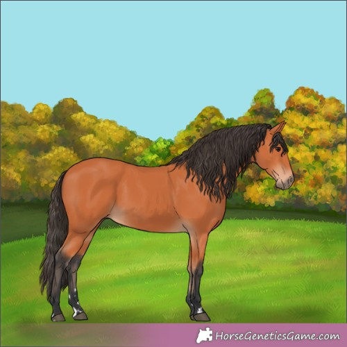 Horse Color:Unknown 
