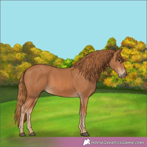 Horse Color:Chestnut 
