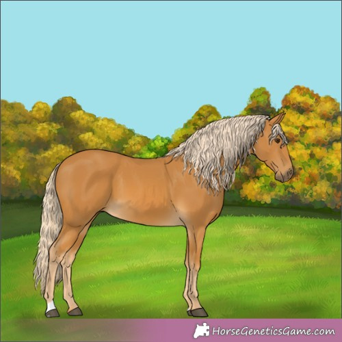 Horse Color:Palomino 