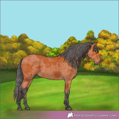 Horse Color:Bay Merle