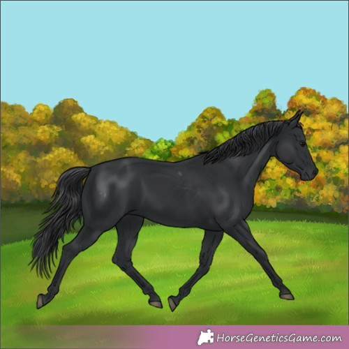 Horse Color:Black Merle 