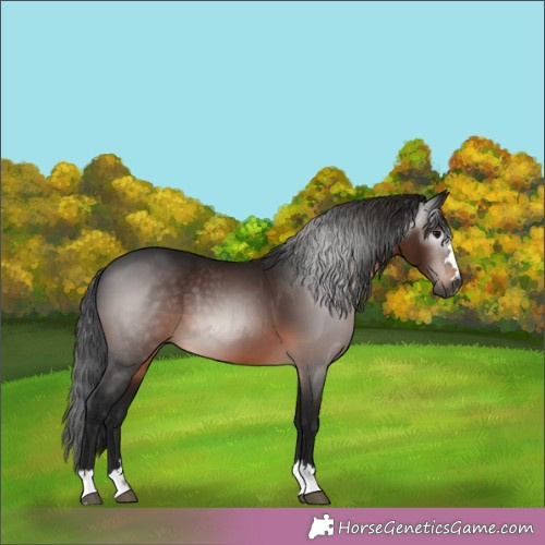Horse Color:Gray Bay 