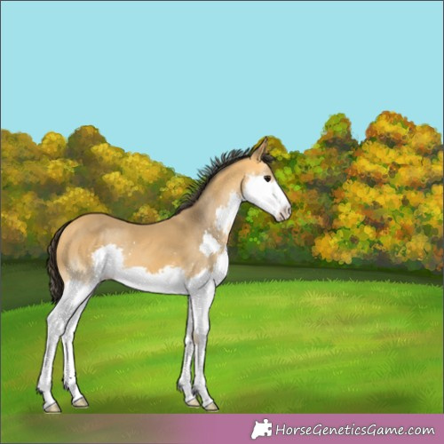 Horse Color:Buckskin Splash 