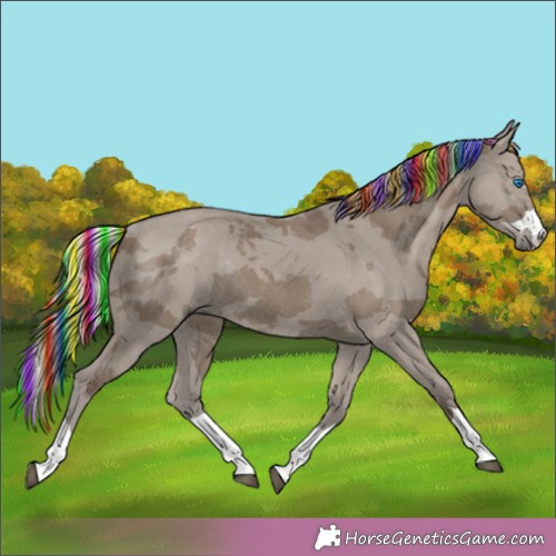 Horse Color:Painted White Spotted Grullo Merle Splash Rabicano