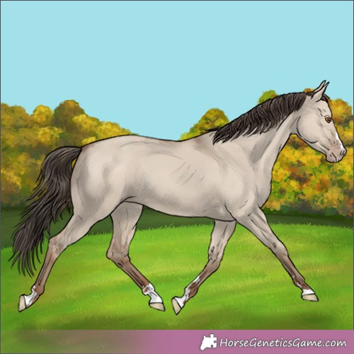 Horse Color:Classic Champagne Dun Rabicano 