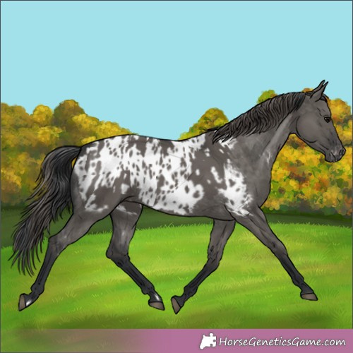 Horse Color:Grullo Rabicano  and Grullo Appaloosa Rabicano 