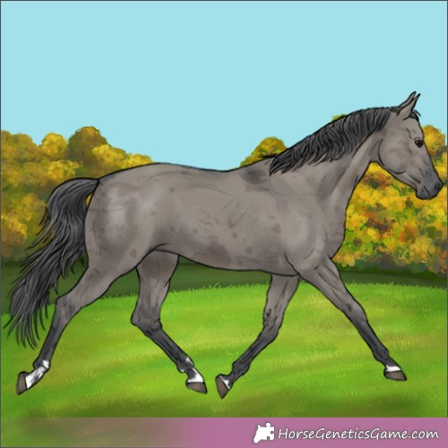 Horse Color:Grullo Merle Rabicano 