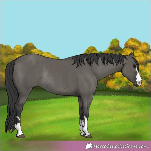 Horse Color:White Spotted Grullo Merle Splash Rabicano 