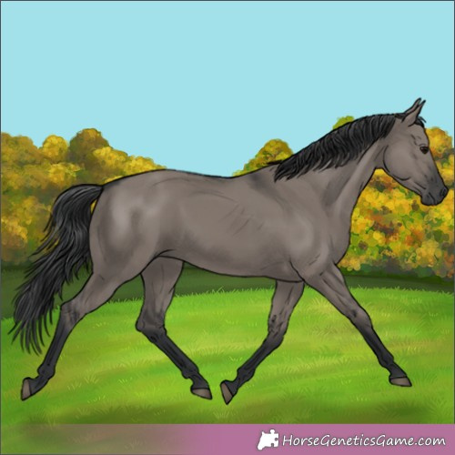Horse Color:Grullo Rabicano 