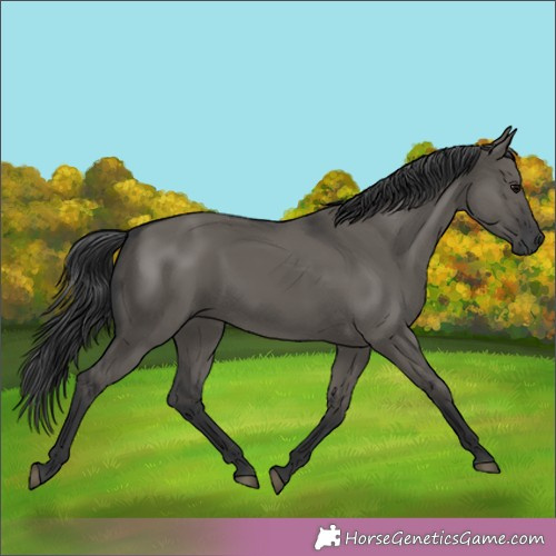 Horse Color:Grullo Rabicano 