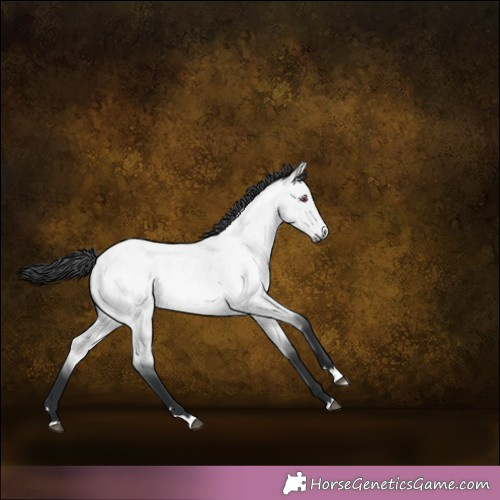Horse Color:Bay Chinchilla Roan Dun Rabicano