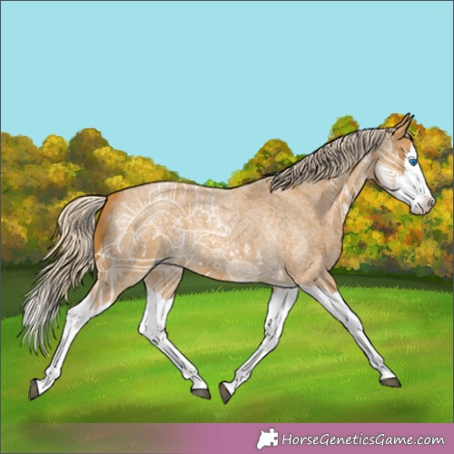Horse Color:Palomino Roan Splash 
