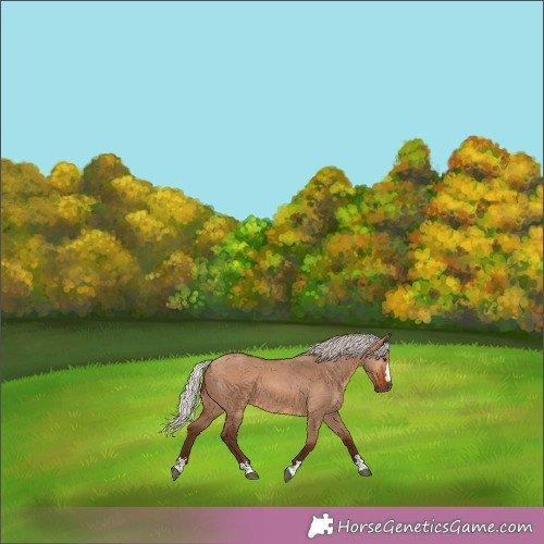 Horse Color: Silver Bay Dun 