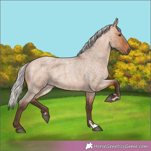 Horse Color:Silver Bay Roan Dun 