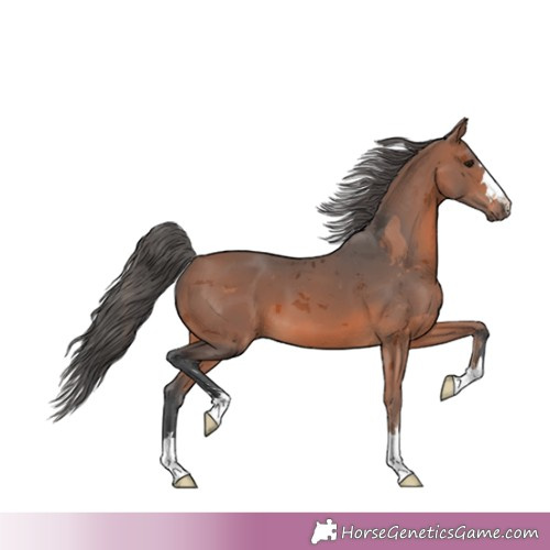 Horse Color:Bay Merle 