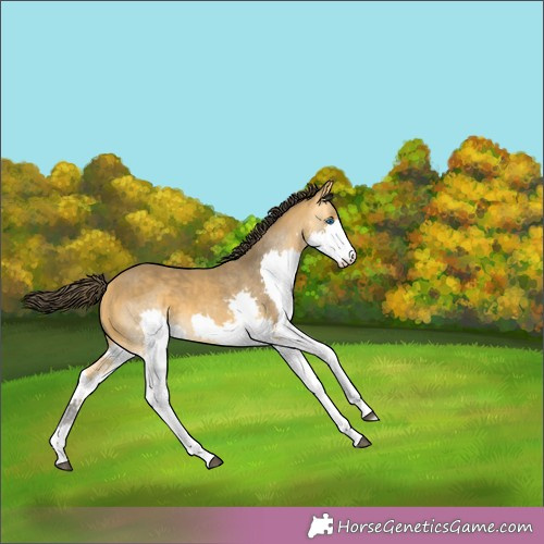 Horse Color:Buckskin Splash 