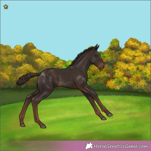 Horse Color: Liver Chestnut 