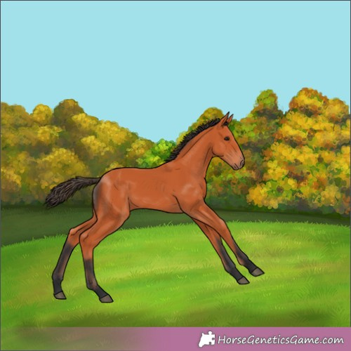 Horse Color:Bay 
