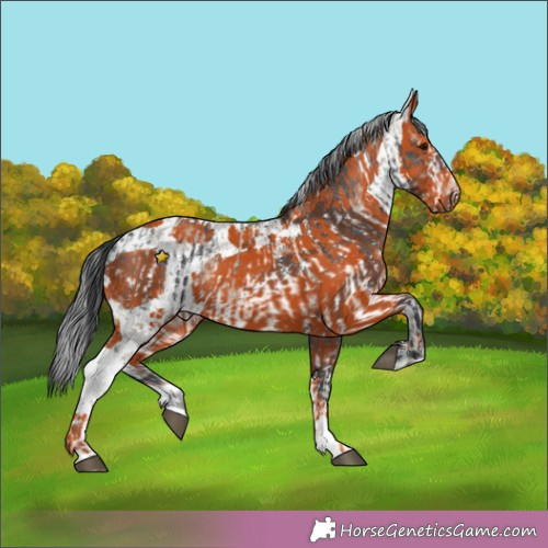 Horse Color:Black Merle Sabino Splash and Bay Merle