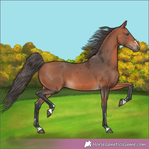 Horse Color: Bay Merle 