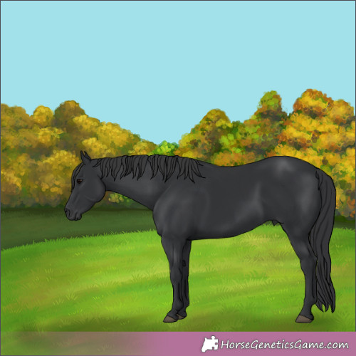 Horse Color:Black 