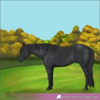 Horse Color:Black 