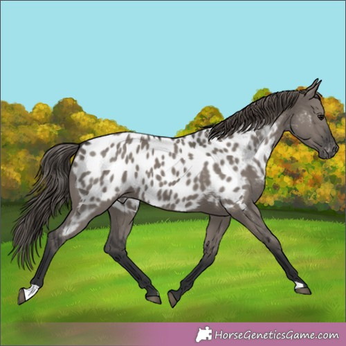 Horse Color:Grullo Near Leopard 