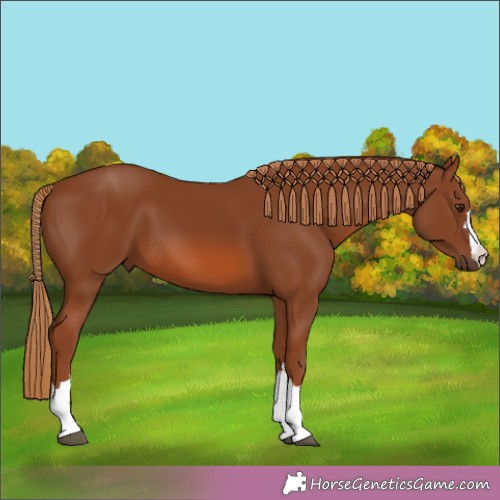 Horse Color:Chestnut 