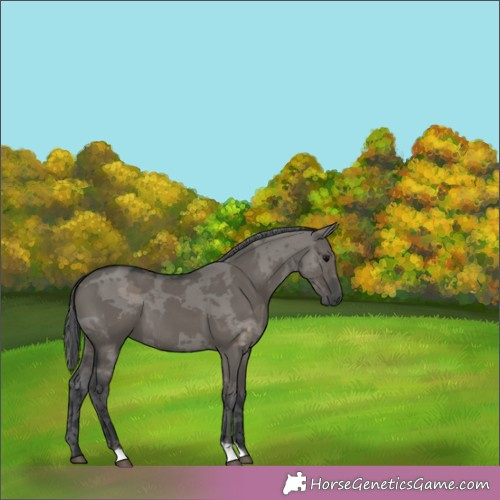 Horse Color:Grullo Merle 