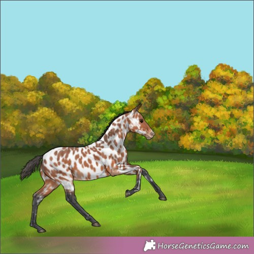 Horse Color:Bay Merle Frame Appaloosa 