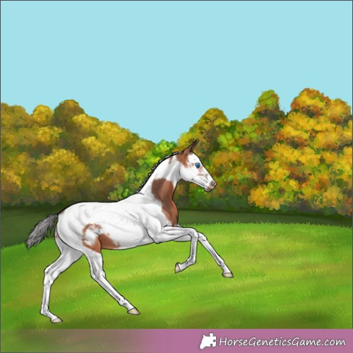 Horse Color:Bay Merle Splash Tobiano Frame 