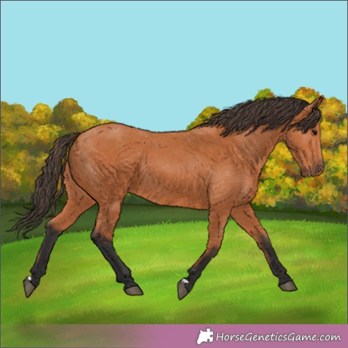 Horse Color:Bay 