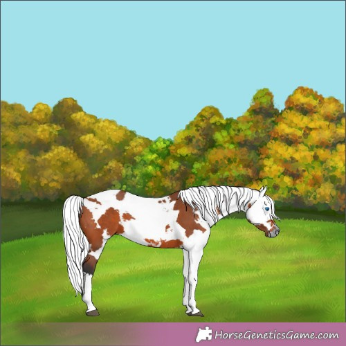Horse Color:Bay Harlequin Merle
