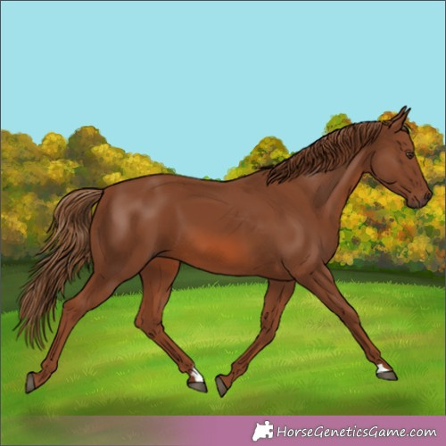 Horse Color:Unknown 