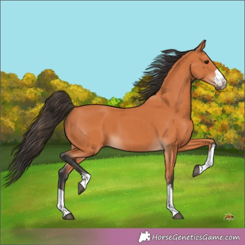 Horse Color:Unknown 