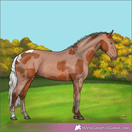 Horse Color:Silver Bay Merle 