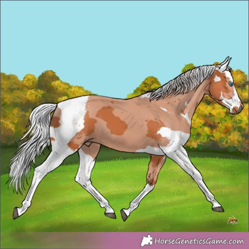 Horse Color:Silver Bay Merle