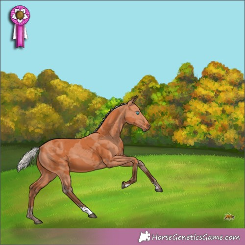 Horse Color:Silver Bay Merle 