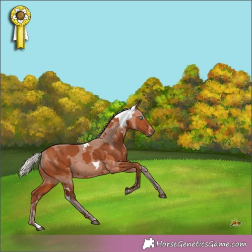 Horse Color:Silver Bay Merle 