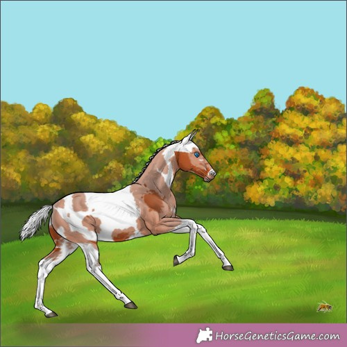 Horse Color:Silver Bay Merle 