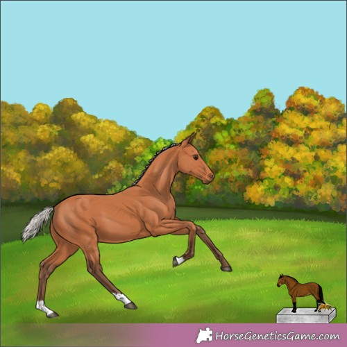 Horse Color:Silver Bay 